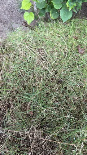 Mascarene Grass